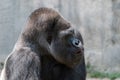 Gorilla with its mouth slightly open as it looks to the side