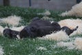 Gorilla laying down on some bedding - funny