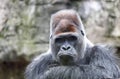 Gorilla leader curled his lips with contemptuous calm look Royalty Free Stock Photo