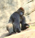 Gorilla on the rocks Royalty Free Stock Photo