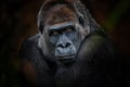 Gorilla look, look into the eyes of a beautiful creature Royalty Free Stock Photo