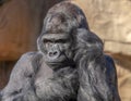 Gorilla looks like he is talking on phone