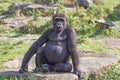 Dangerous gorilla