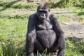 Photoshot of a lowland gorrilla Royalty Free Stock Photo