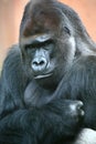 Gorilla male Royalty Free Stock Photo