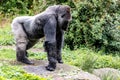 Gorilla male is impressively on top of a stone