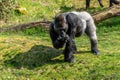 Gorilla man eats from his hand Royalty Free Stock Photo