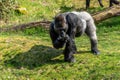 Gorilla man eats from his hand