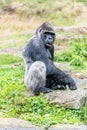 Gorilla man is looking at the woman who is sleeping