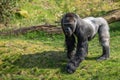 Gorilla man takes the food off the ground