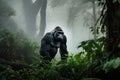 gorilla in the misty forest, surrounded by nature