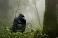 gorilla in the misty rainforests of africa