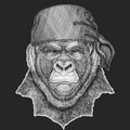 Gorilla, monkey, ape Cool pirate, seaman, seawolf, sailor, biker animal for tattoo, t-shirt, emblem, badge, logo, patch