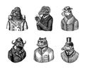 Gorilla monkey astronaut. Sheep drinks beer. Cheetah in coat. Buffalo Bull in hat tiger doctor in a suit. Pig