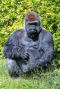 Gorilla, monkey Royalty Free Stock Photo