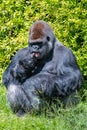 Gorilla, monkey Royalty Free Stock Photo