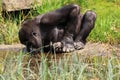 Gorilla monkey drinking water from a small lake Royalty Free Stock Photo