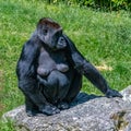 Gorilla, monkey, female