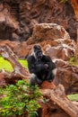 Gorilla monkey in park at Tenerife Canary Royalty Free Stock Photo