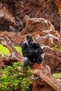 Gorilla monkey in park at Tenerife Canary