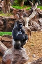 Gorilla monkey in park at Tenerife Canary Royalty Free Stock Photo