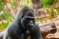 Gorilla monkey in park at Tenerife Canary