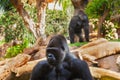 Gorilla monkey in park at Tenerife Canary