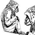 Gorilla / Monkey Sketch - black and white Royalty Free Stock Photo