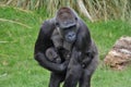 Gorilla mother babies Royalty Free Stock Photo