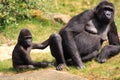 Gorilla mother and baby relaxing