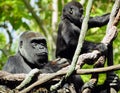 Gorilla mother and child