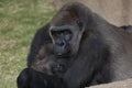 Gorilla Mother and Child Royalty Free Stock Photo