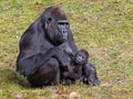 A gorilla mother with child