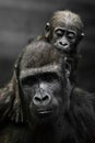 Gorilla mother`s head and Cute little gorilla baby on her neck hugs her legs