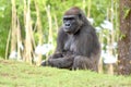 Gorilla , Oklahoma City Zoo