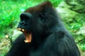 A gorilla opens wide to show his teeth