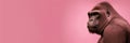 Gorilla over pink background with copy space right side composition Royalty Free Stock Photo