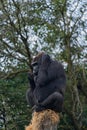 Gorilla is perched atop a rock in a zoo habitat, gazing off into the distance