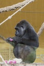 Gorilla playing with pink objects