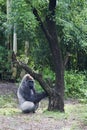 Gorilla Playing with Tree