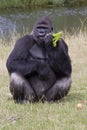 Gorilla Portrait