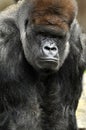 Gorilla portrait