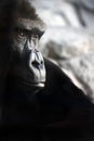 Gorilla portrait