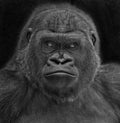 Gorilla portrait Royalty Free Stock Photo