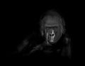 Gorilla Portrait - Black and White Royalty Free Stock Photo