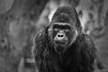 Gorilla Portrait Black &white