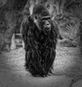 Gorilla portrait