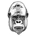 Gorilla portrait. Detailed hand drawn style. Royalty Free Stock Photo