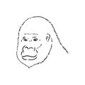 Gorilla portrait. Detailed hand drawn style. Isolated on white background Royalty Free Stock Photo