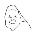 Gorilla portrait. Detailed hand drawn style. Isolated on white background Royalty Free Stock Photo